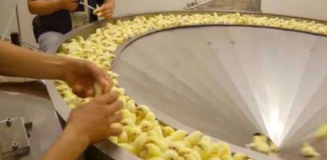  心疼|炸鸡店从不断货，这么多“鸡翅”哪来的？看完答案后：心疼小鸡！