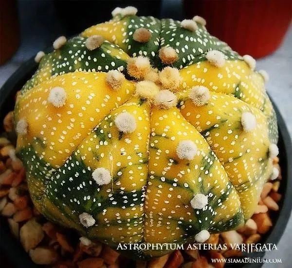  人养|每个人养肉人都应该学会鉴赏“兜”