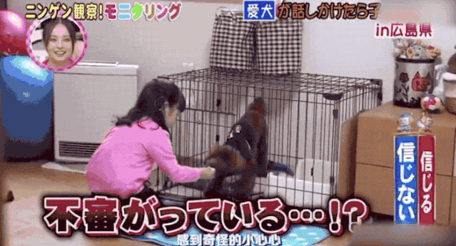 老婆|老婆变成了石原里美?脑洞和尺度齐飞,这档综艺想抄都抄不来