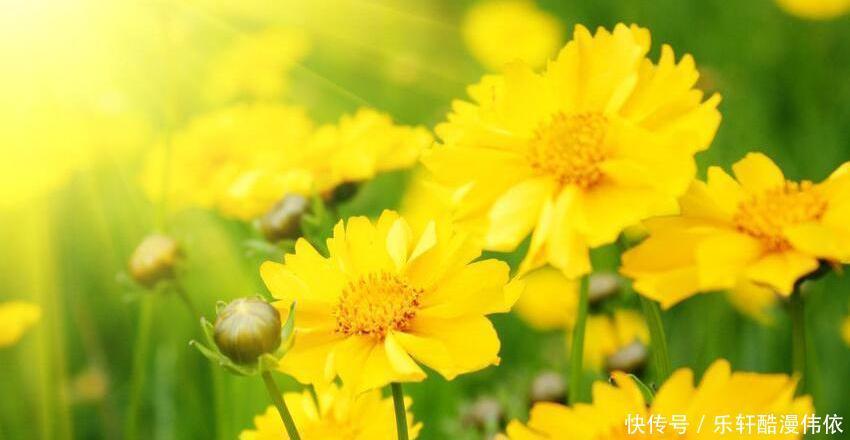 让他们|什么样的异性容易吸引十二星座的注意力狮子讲究势均力敌