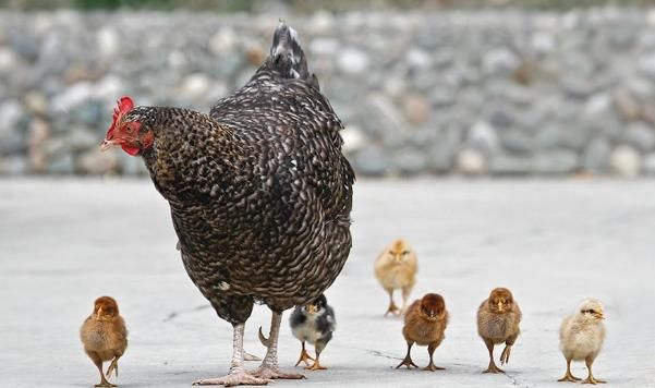  时出生|生肖鸡：出生在以下4个时辰好命好财，赶紧对照看看！