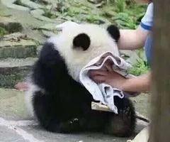 居然|铲屎官怀孕后，狗狗居然是这样的反应......