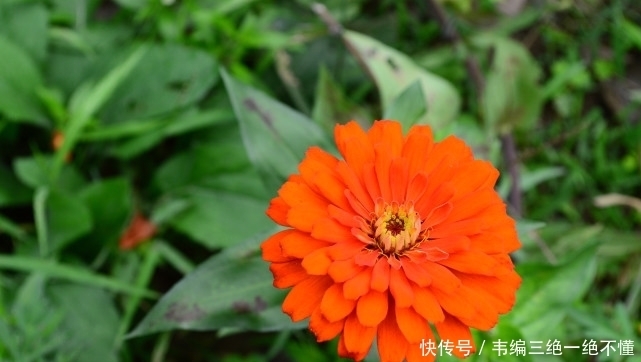  在线|智商、情商双在线，却不愿意偷耍心计的星座，真正的大智若愚