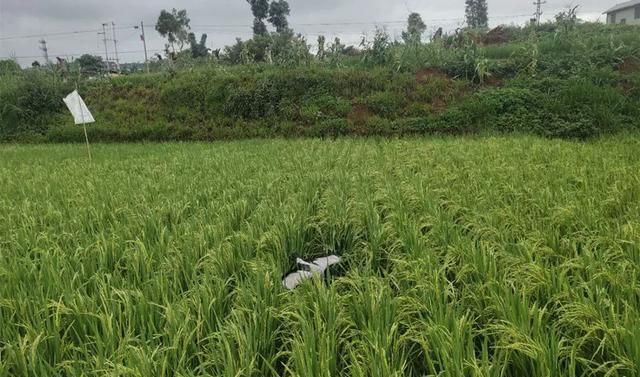  成功|弥勒市公安局森林警察大队成功救助一只钳嘴鹳