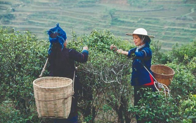 生长|云之南，一个生生不息、万物生长的地方