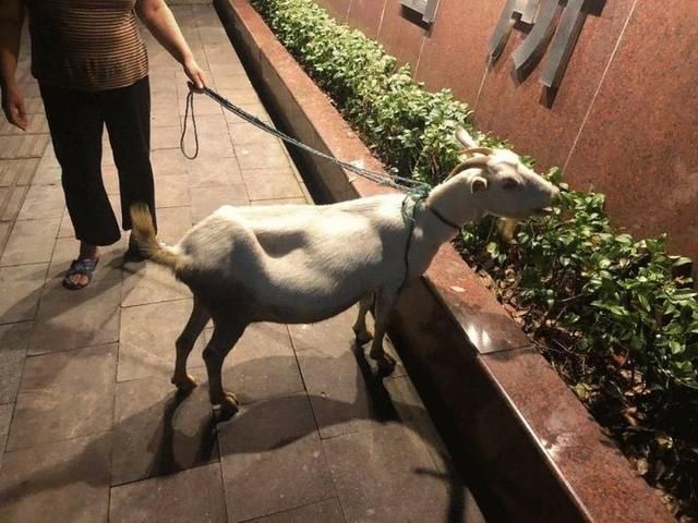  周某|“从天而降”的羊 是天降“馅饼”吗？