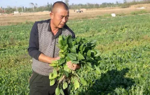 很快|十年农业九年赔钱,赚钱不易赔钱很快