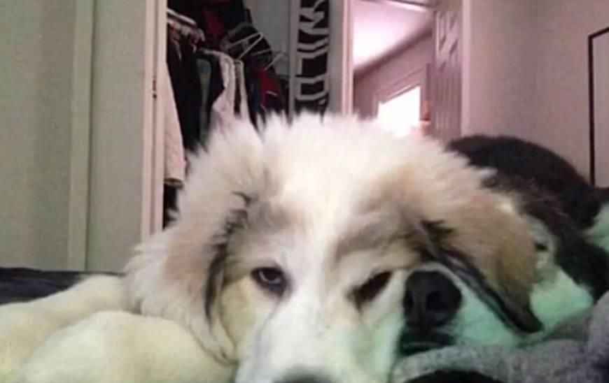 表情|二哈拆家毁物,主人找来了金毛管教二哈,结果二哈的表情亮了