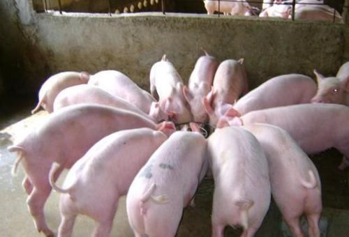 外面的更|为什么到超市买肉,比菜市场更便宜肉摊老板说出真相