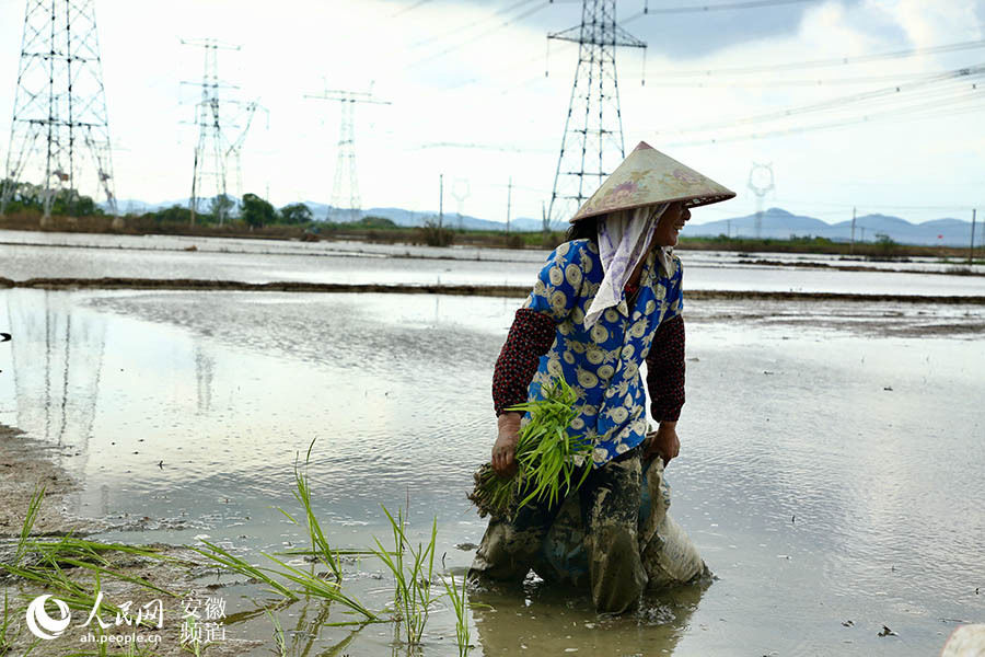 抢种|安徽南陵：水退到哪 就抢种到哪