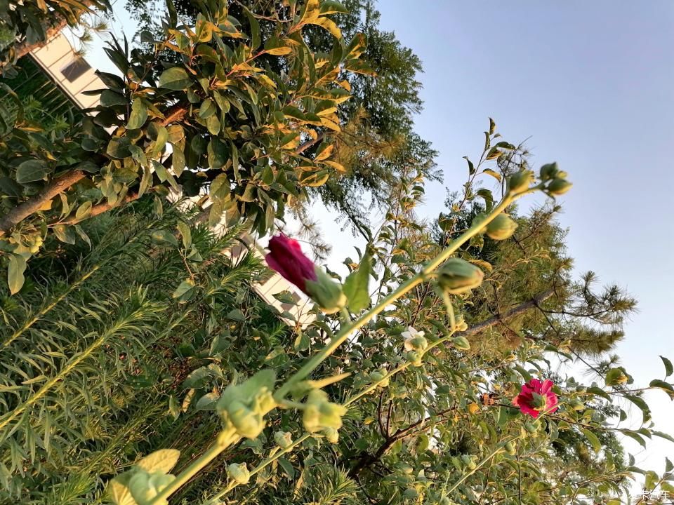 蜀葵|盛夏赏蜀葵，观花心情爽！