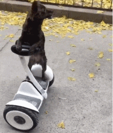 爸妈|搞笑GIF:爸妈说的生二胎很好玩,别说,还真的是