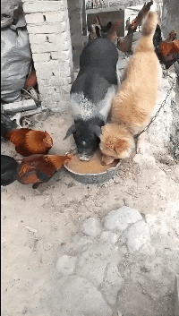 脖子|搞笑GIF:你的脖子还好吗