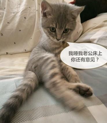  睡姿|猫咪和男主同睡一床，看到这两个家伙的睡姿，真是让人忍俊不禁