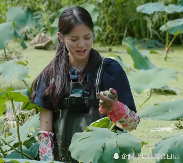 向往|《向往4》再现剧本!挖藕其实是安排好的桥段?官博疑发文承认!