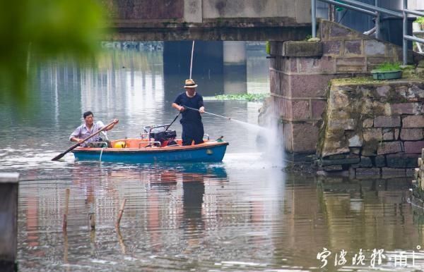  福寿螺|宁波河边这种粉红色的卵千万不要碰