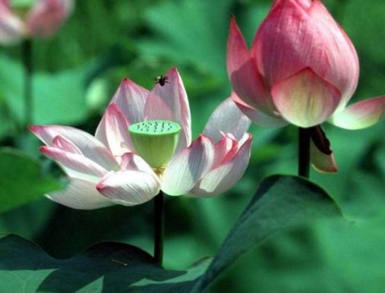 幸福|宁愿晚婚也不将就的3个生肖女,心态好,幸福又迷人