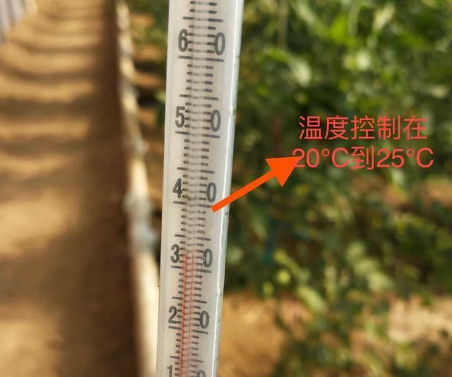  病害|想要温室大棚的秋葵获得高产，2种常见病害的防治是关键