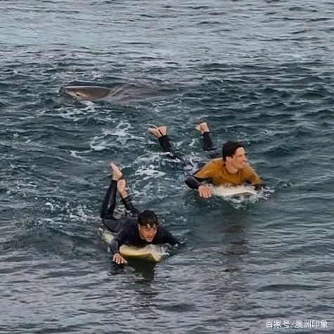  澳洲|连续三起！澳洲热门海滩又现鲨鱼袭击，澳女子游泳被严重咬伤！