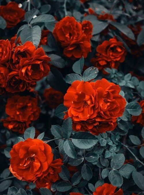  吴中天|做家务的男人杨子姗被喷：承认吧，你就是羡慕嫉妒恨！