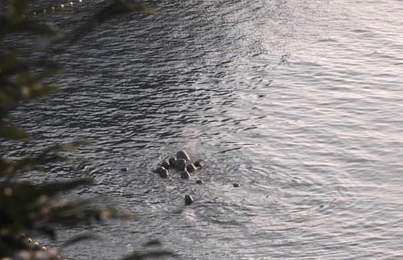  令人|海豚聚在一起“求安慰”，互相摩擦？背后的原因令人心碎