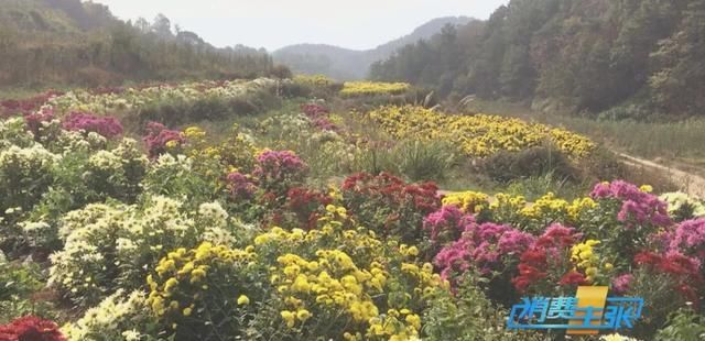  美食|探访陶渊明笔下的世外桃源，除了风景，这里还藏着吃不尽的美食