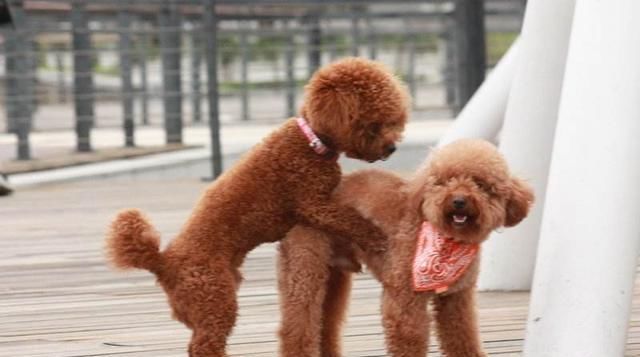  泰迪犬|关于泰迪犬的冷知识，只有都知道了，才是真的了解泰迪