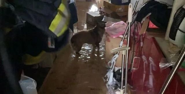  肇事者|密室燃气事故，肇事者居然是“犯二”的它们