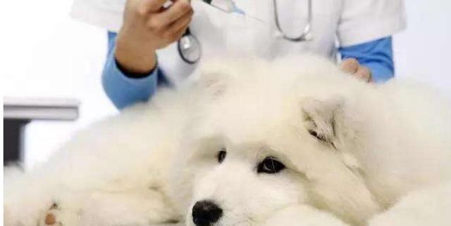 疫苗|34天22涨停!从木匠、卖鞋到狂犬疫苗,老板生意堪比茅台