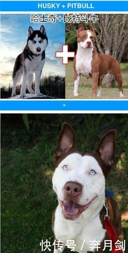 宝宝|斗牛犬爱上哈士奇, 当它们宝宝出生后, 斗牛 这孩子我不要了