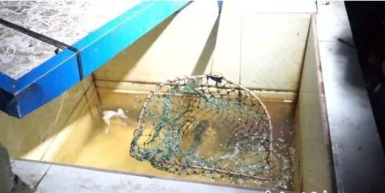 竟以|长期从事违法犯罪活动，富顺这7名男子竟以这种方式上央视