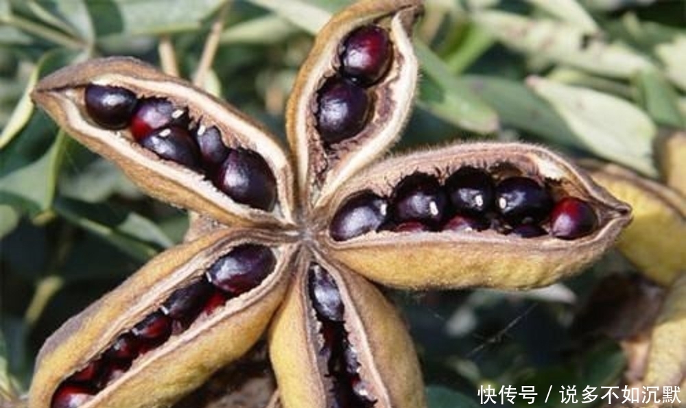 人类|地里的“羊屎坨坨”内含“液体黄金”,专家称是人类的理想食用品