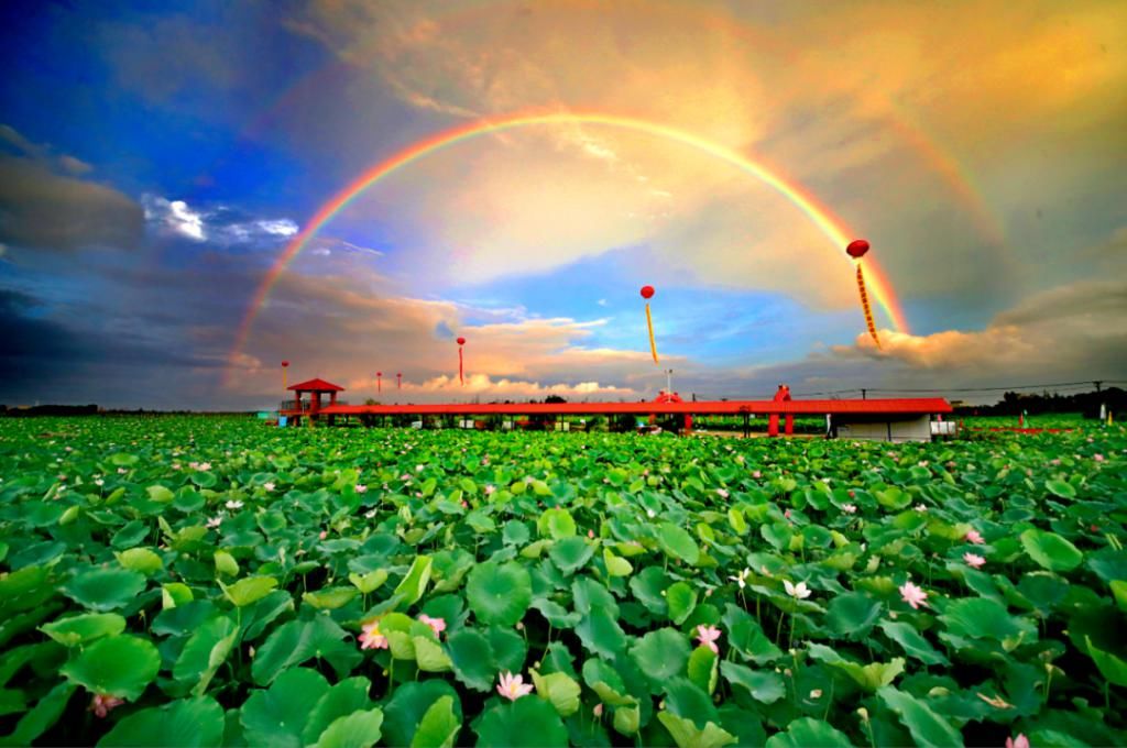  湛江市坡头区摄影协|映日荷花醉「乾塘」