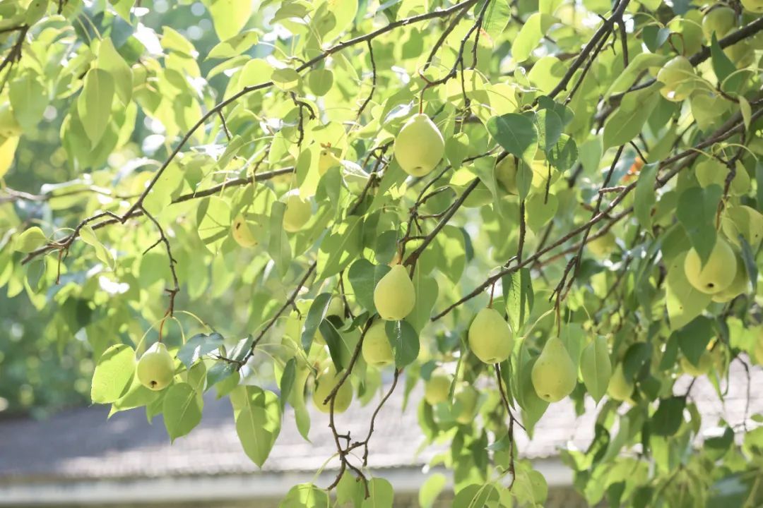 曲阜|惹人馋！曲阜师大这片梨子熟了，吃起来