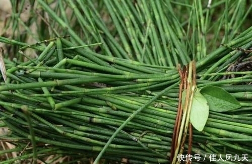 不起眼|在农田,1种“杂草”不起眼,被称为“木贼草”,1斤卖到“5元”