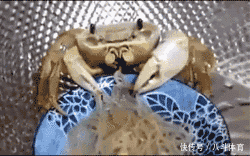 gif|搞笑gif:为了藏5元私房钱,又逼疯了一个