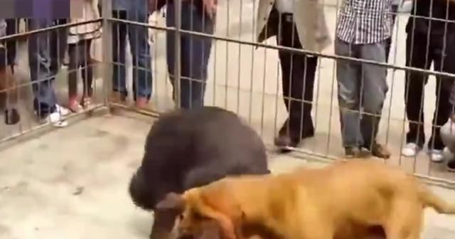狗狗|中国藏獒和美国比特对决，谁是最后的赢家？观众记录精彩过程