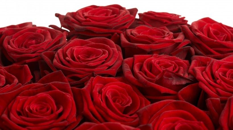  投入|未来一周，喜你为疾，石药无医！四生肖义无反顾，投入爱情怀抱