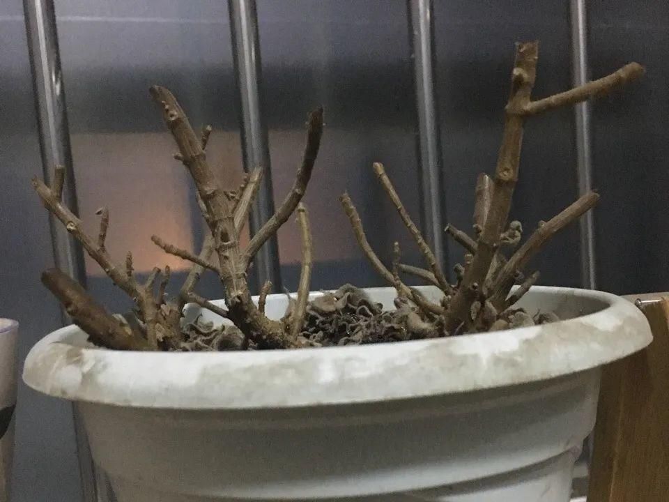 养成|最大的长寿老桩，7年时间，养成盆景！