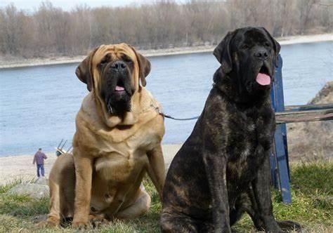  勒死|太不幸了，英国女子用绳子同时遛两狗，结果反被两狗勒死