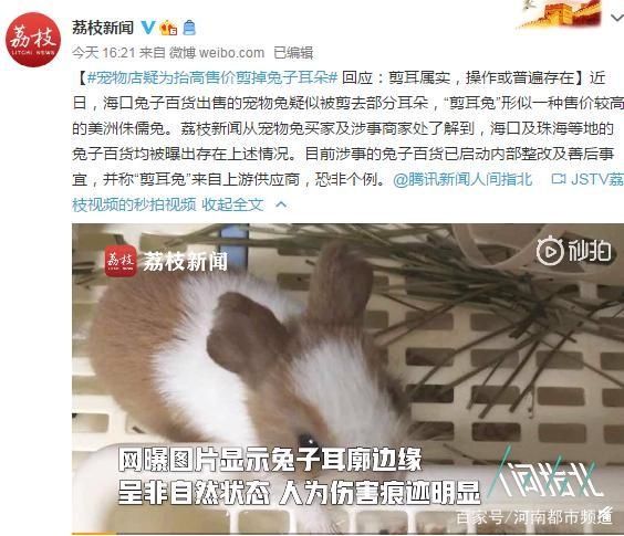 耳朵|宠物店疑为抬高售价剪掉兔子耳朵，回应：剪耳属实，操作或普遍存在