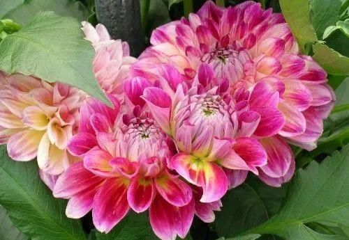  生肖龙|在8月内，桃花猝不及防，旧爱再度回头，余生缠绵甜蜜的四大生肖