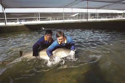 创造|这群科研人创造出世界销量第一的鱼子酱品牌