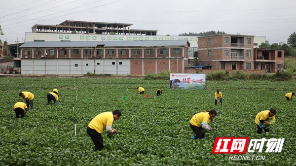 比赛|新田：举办“新田蔬菜节” 农事比赛庆丰收