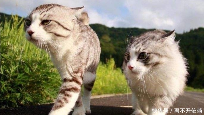 本草纲目|古人为何不吃猫肉?原来李时珍的《本草纲目》早已有了记载