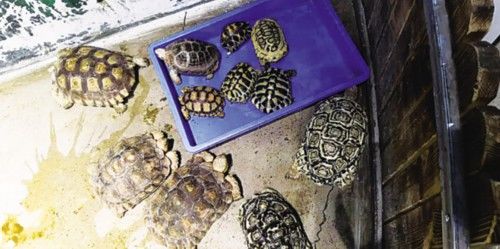  帮忙|从帮忙代购到免费赠予挖出9名犯罪嫌疑人