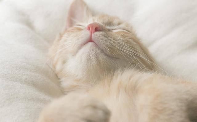  喜欢|没养过猫的人，根本不理解咱铲屎官到底为什么喜欢猫！