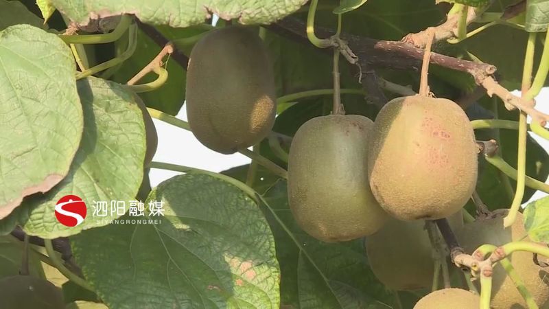 猕猴桃|红心猕猴桃果香四溢遇见丰收遇见甜蜜