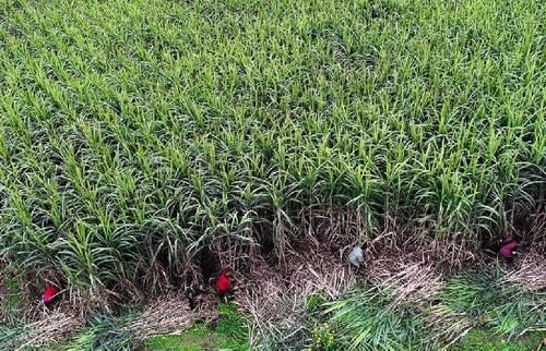 来凤鱼|游走成渝古驿道 怎能少了这些美食