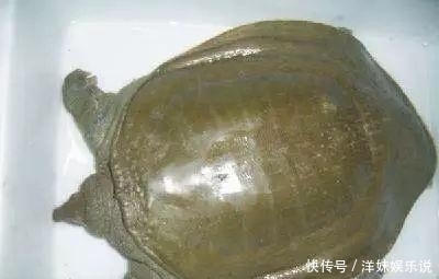 海鲜|海鲜大全, 你能认出多少